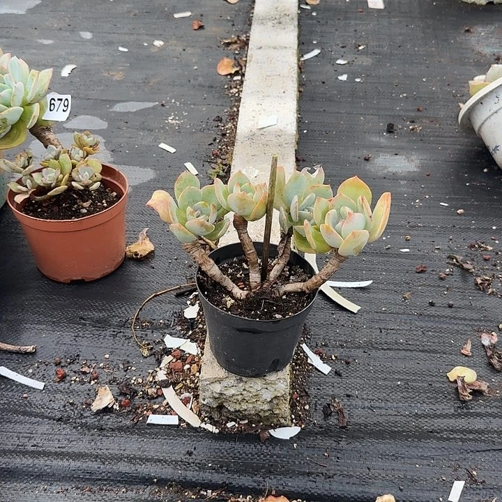 用****8683小白凤脱土发货不退不换
