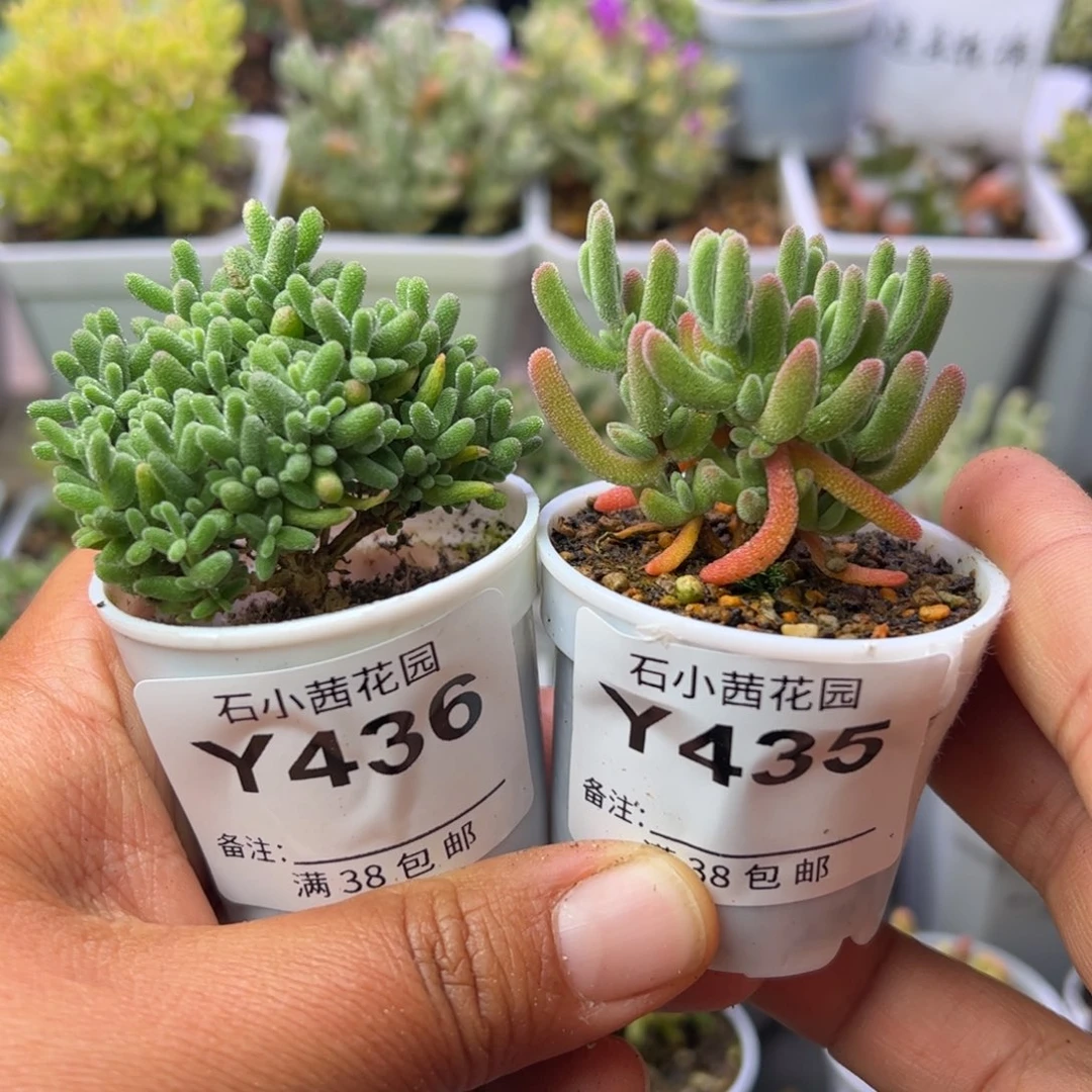 ?**?多肉植物蜜橘红叶