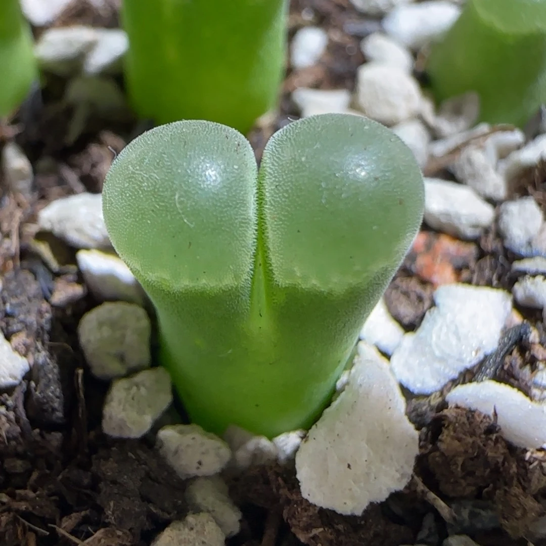 肉锥多肉植物组合-极窗343