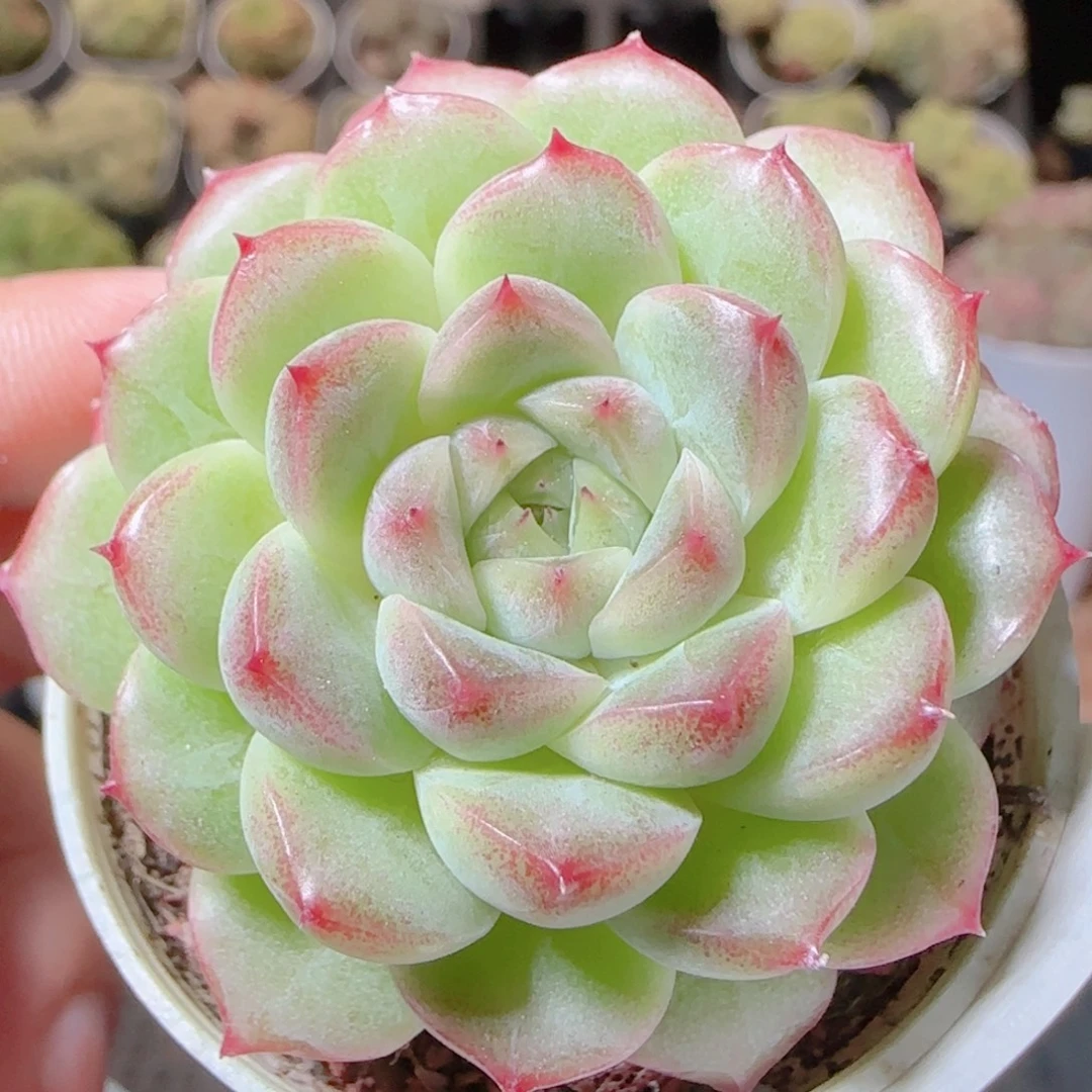 花语逸镜1116-24麦秆