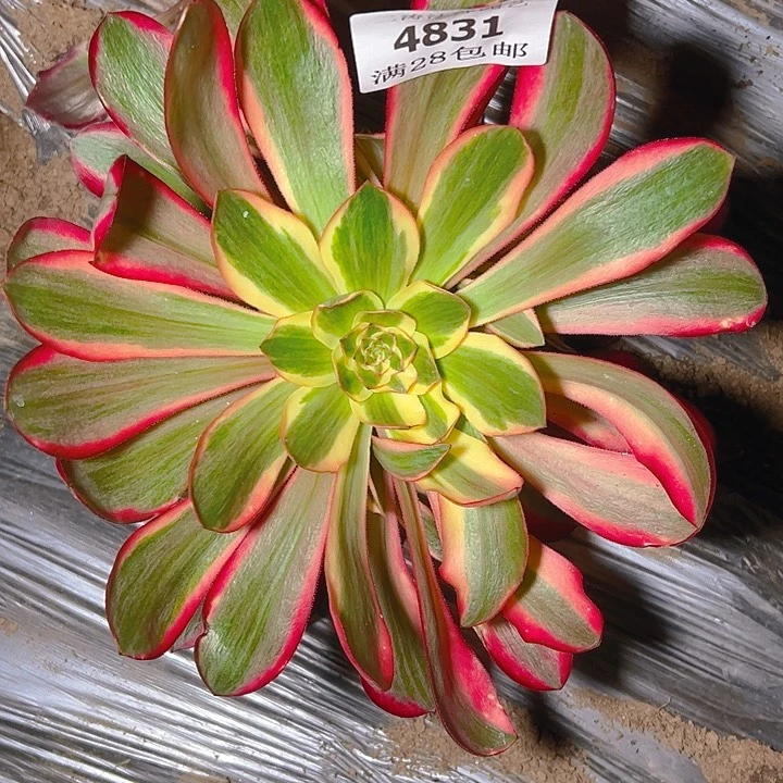 4831红魔女多肉植物