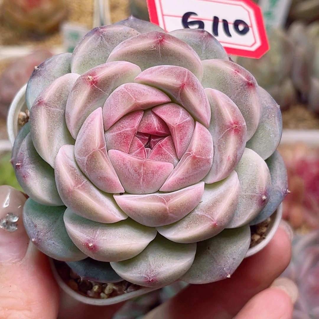 G110 春雨一物一拍