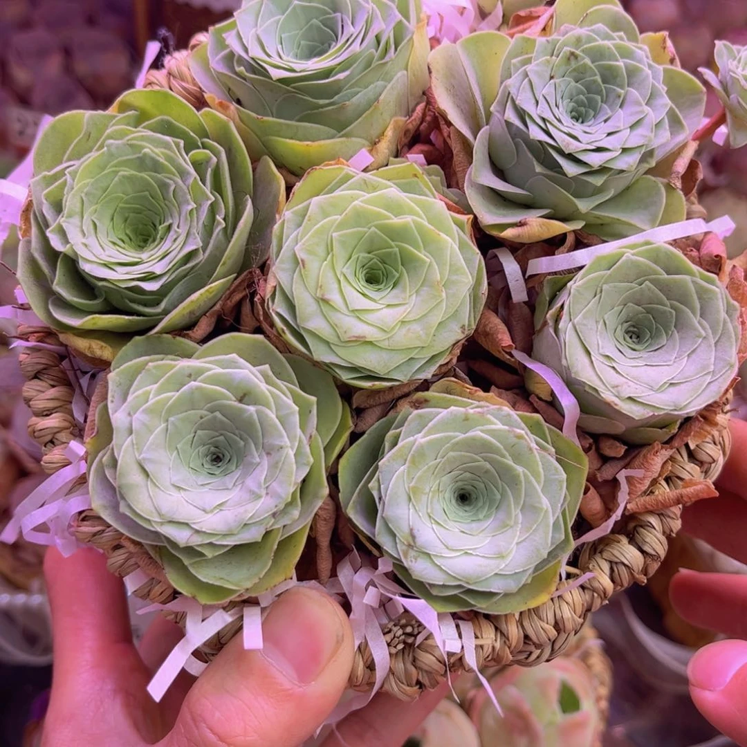 平底锅花篮一物一拍1号