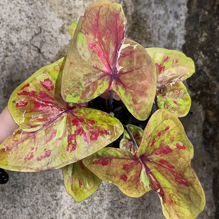 68-1023新品彩叶芋泰国