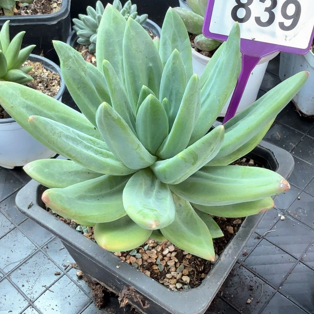 海洋之歌多肉植物839