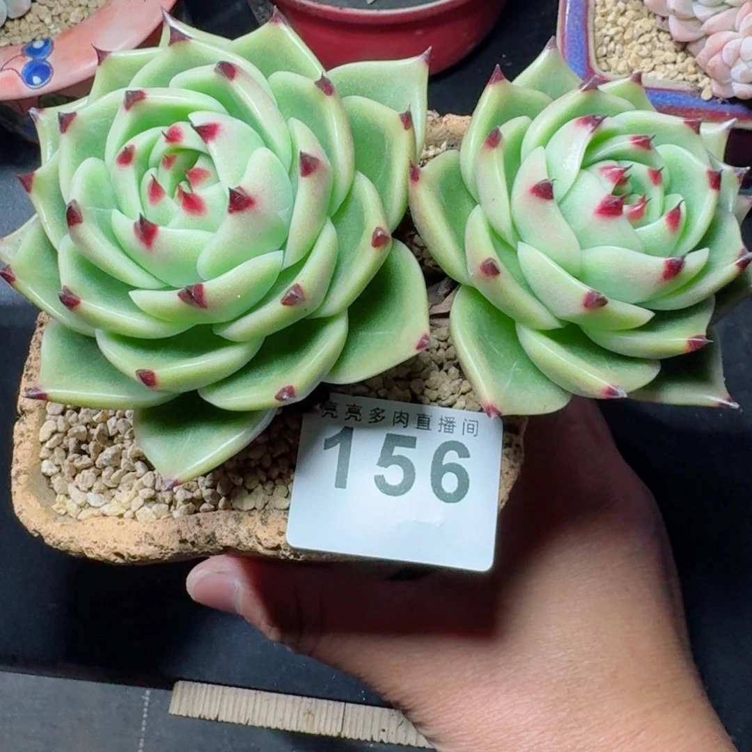 韩版蓝龙      愿你一路坦途，乘风破浪展宏图