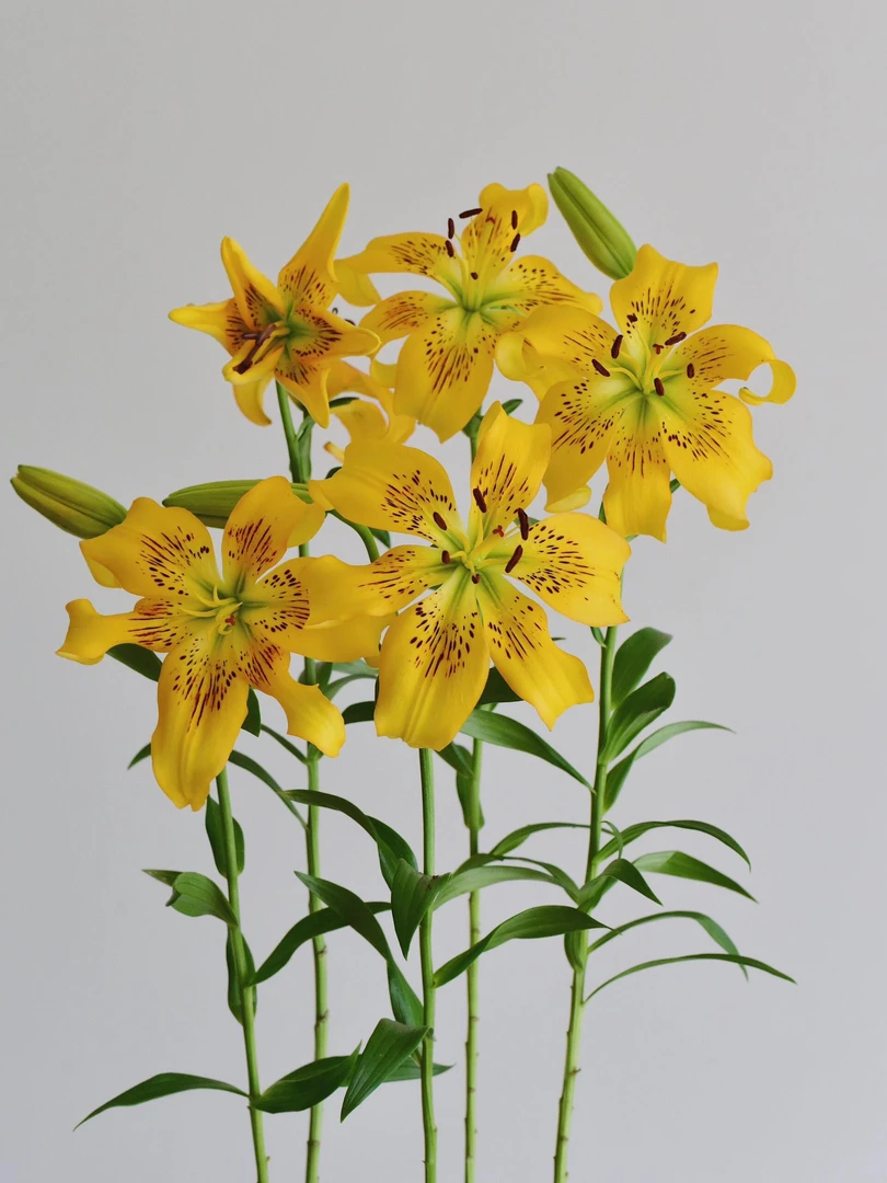 皇室千金稀有亚百合鲜切花无香味云南基地直发顺丰包邮