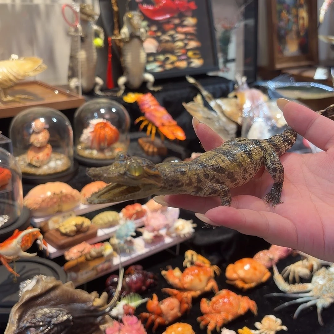 真实趴姿鳄鱼标本