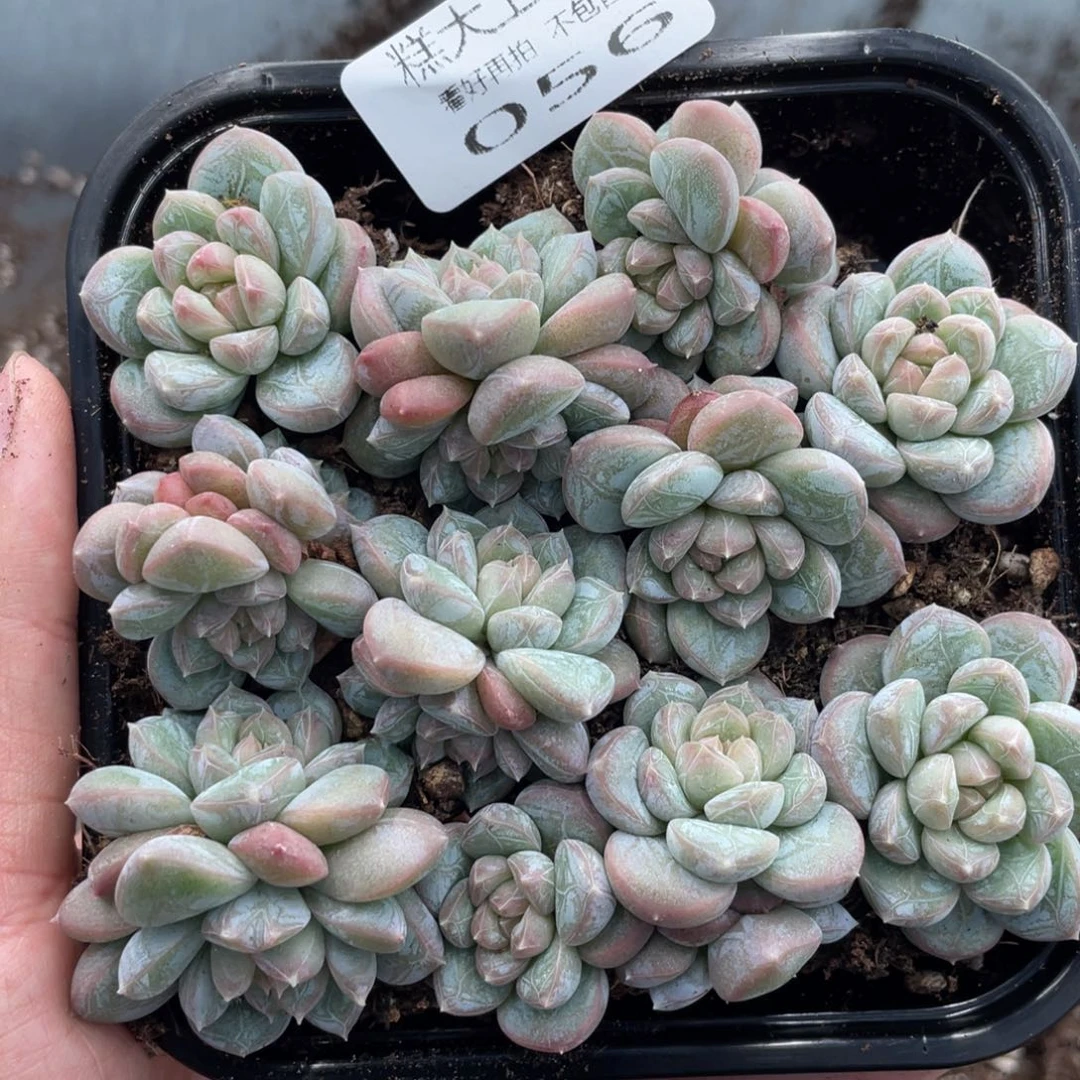 糕大上多肉植物56