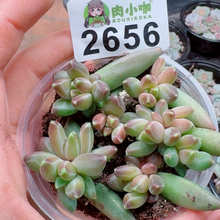 多肉植物多肉植物