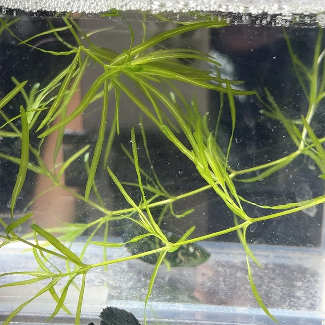 斗鱼不包邮首单补10运1