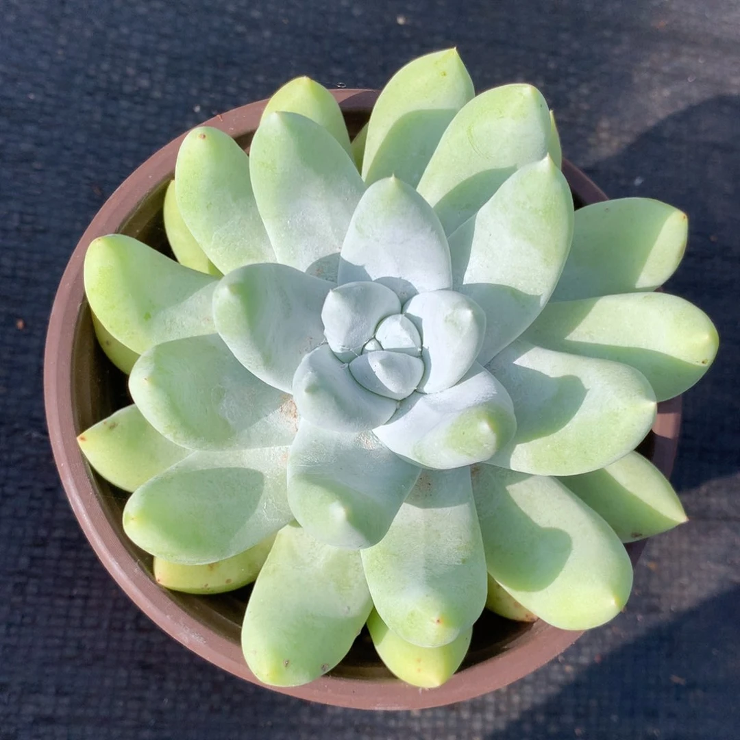 无花朵拇指，仙女杯凑单