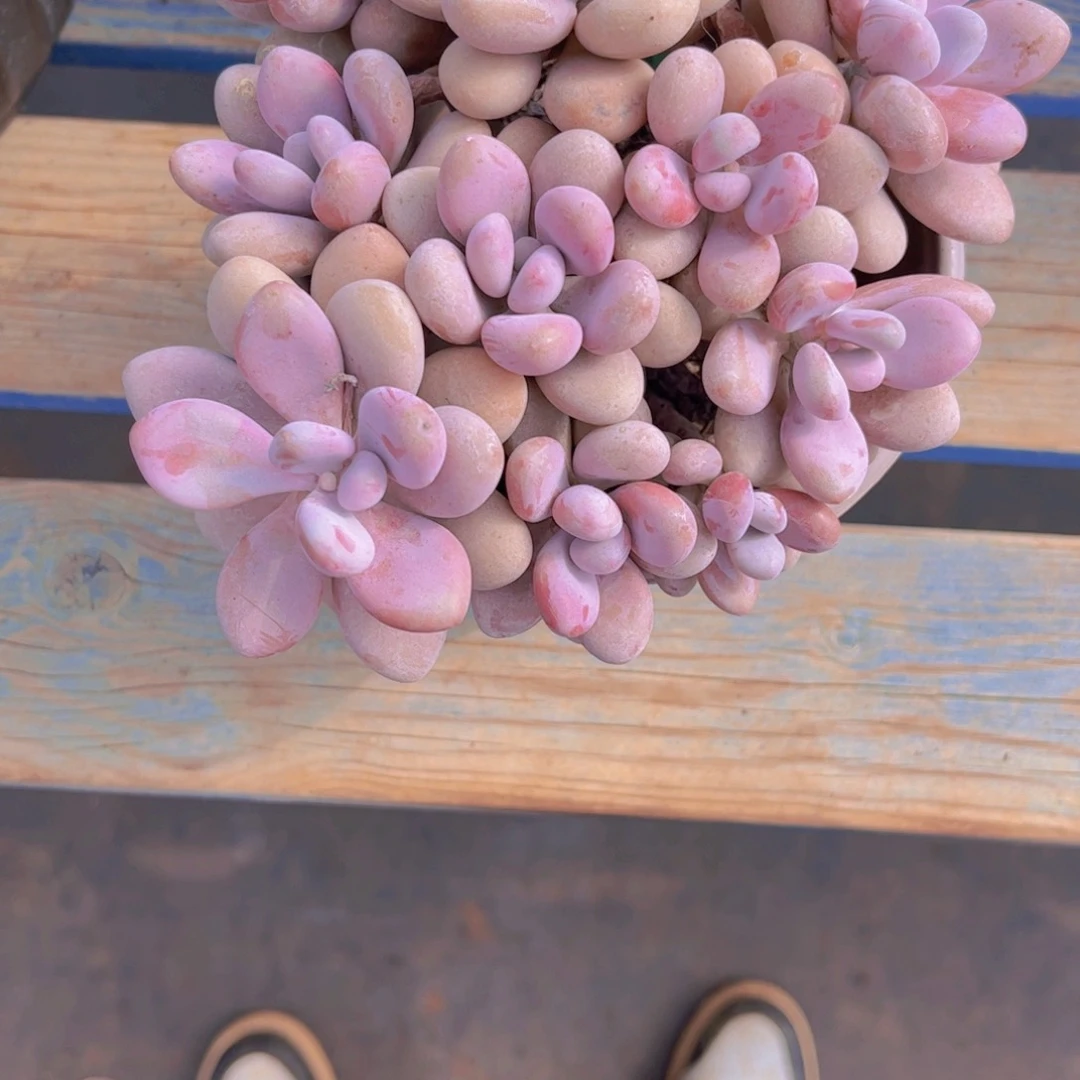 桃蛋一颗152一物一拍