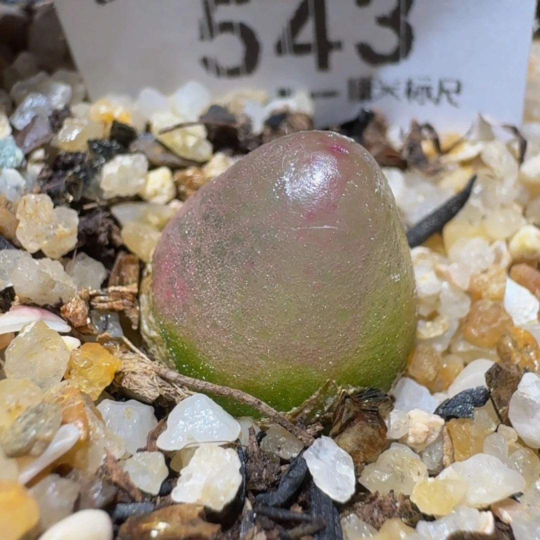 Ssss精品生石花543