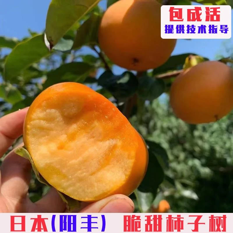 嫁接阳丰脆甜柿子树苗日本无核甜柿子苗南方北方种植盆栽地栽果树