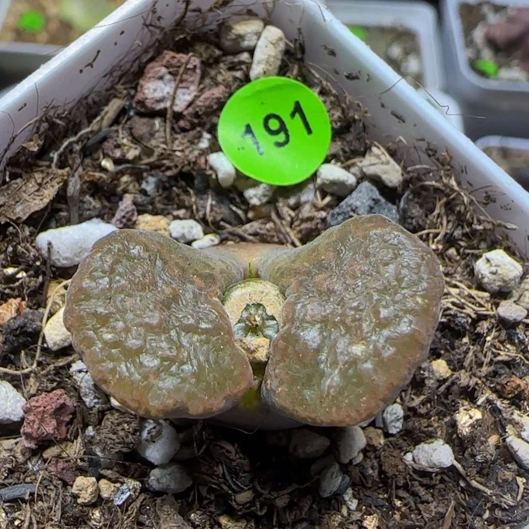 2.5+麒麟窗多肉191