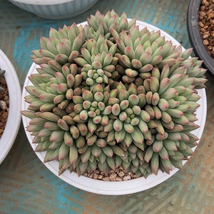 大群岩字自然群无砍头