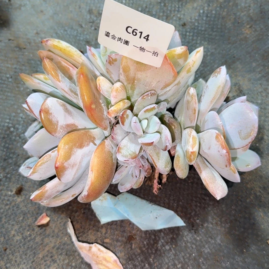 L****C614奶茶5头