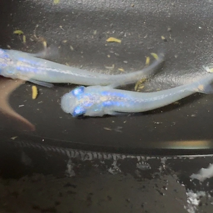 青鳉鱼19号拍品水滴