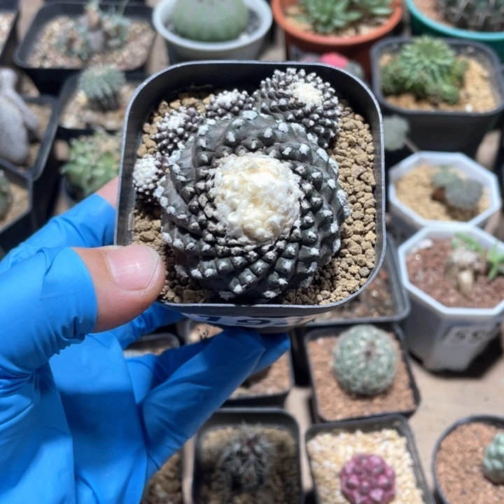 192无刺墨碟仙人球