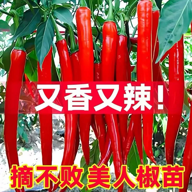 香辣美人椒苗秧种子干鲜青红两用高产春秋四季阳台盆栽带土