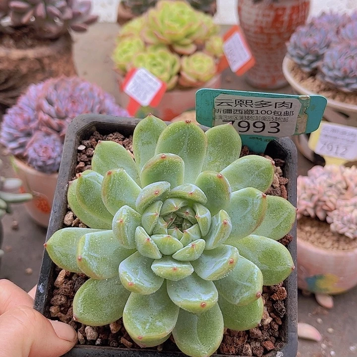 7993雪花珍妮。