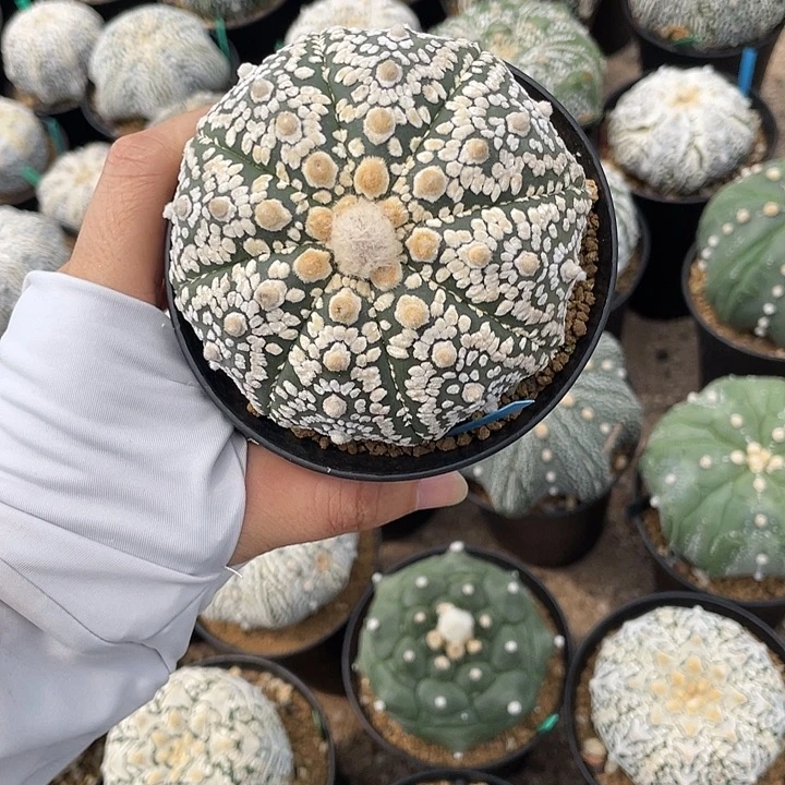 超兜微瑕疵特价8.1