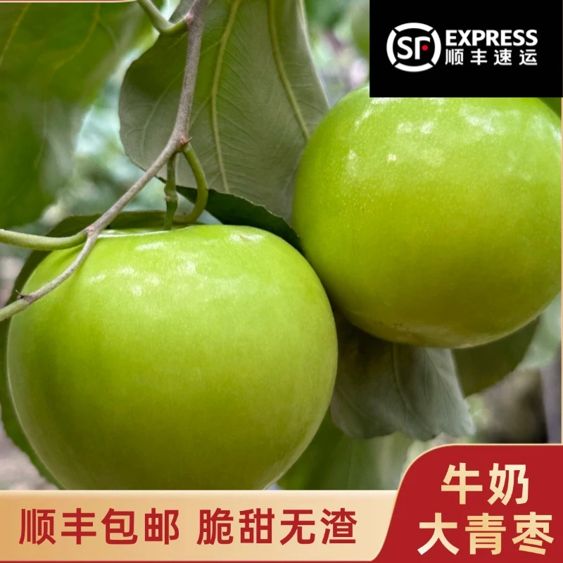 牛奶枣贵妃牛奶枣脆蜜清枣青甜新鲜当季精品水果顺丰包邮孕妇水果