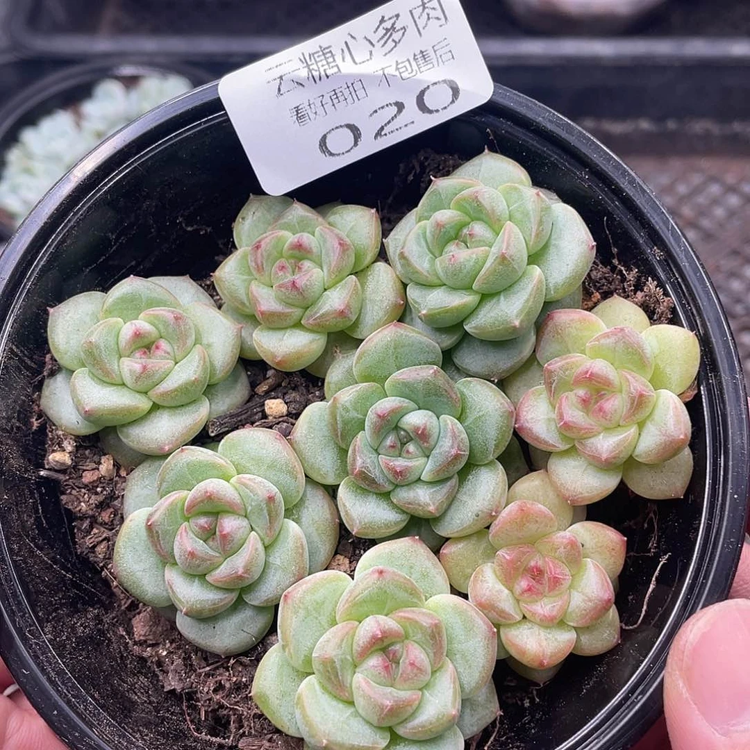 云糖心多肉植物20
