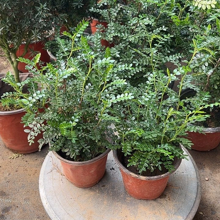 全部花朵清香胡椒木56