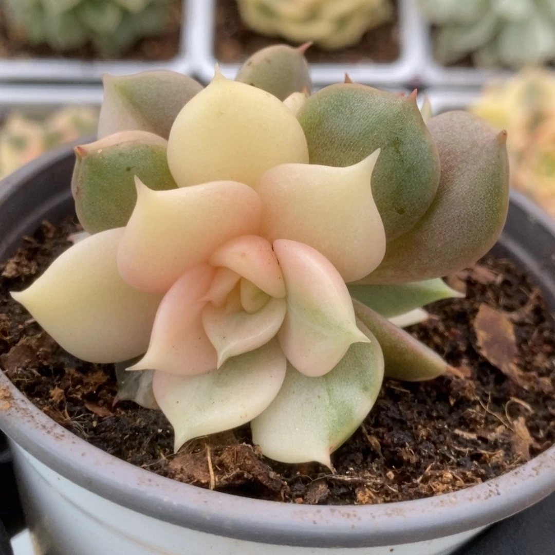 506贝加尔湖锦锦锦锦锦