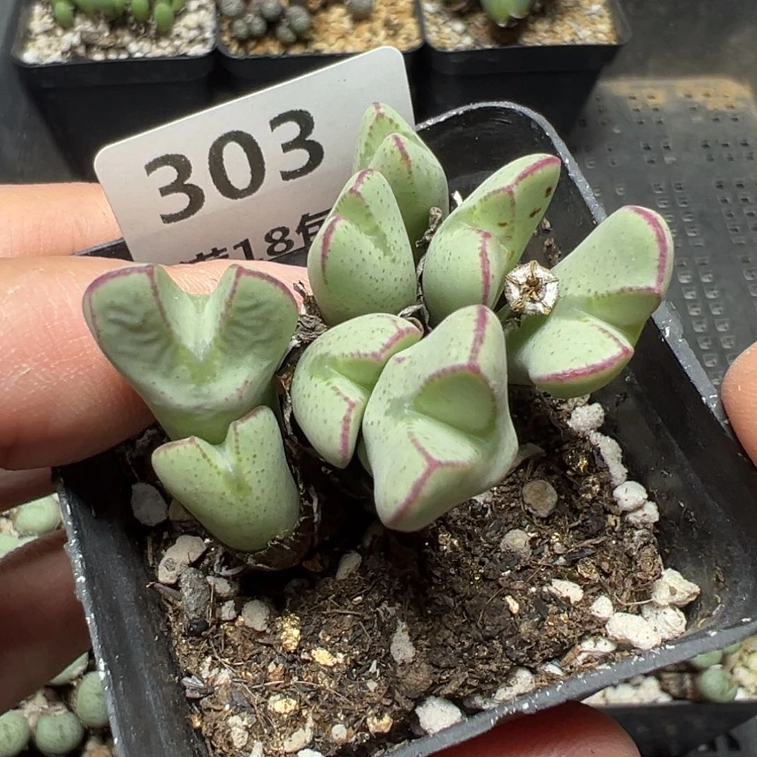 【闪购商品】303……