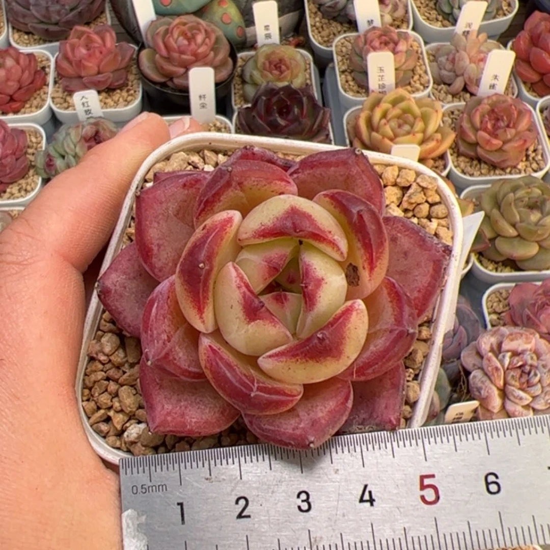 佳*玲297 多肉植物组合