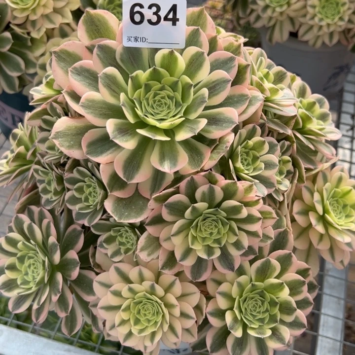 634绿豆沙30厘米左右