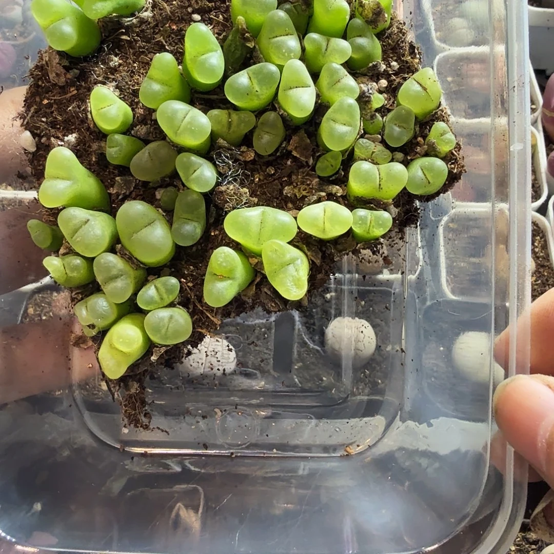 我***宝多肉植物的生长发育119