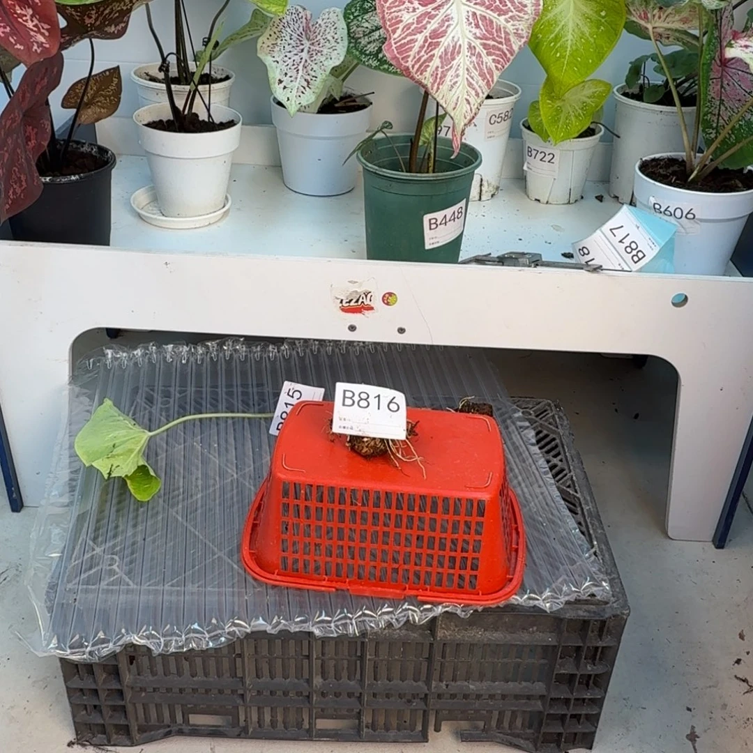 无花朵月光盆子4.8 剪叶发货无售后  816
