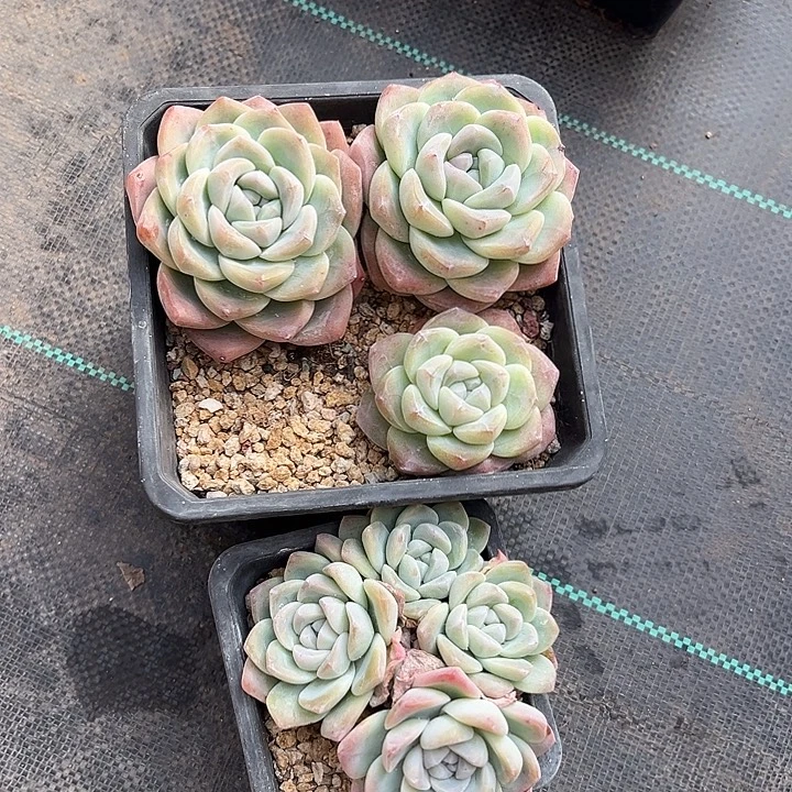 冰玉组合 尺寸8左右