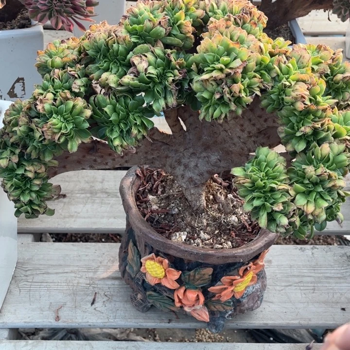 多肉葡萄的做法和功效等进行研究探讨