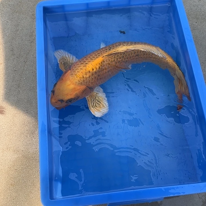海水鱼赤目芒果金松