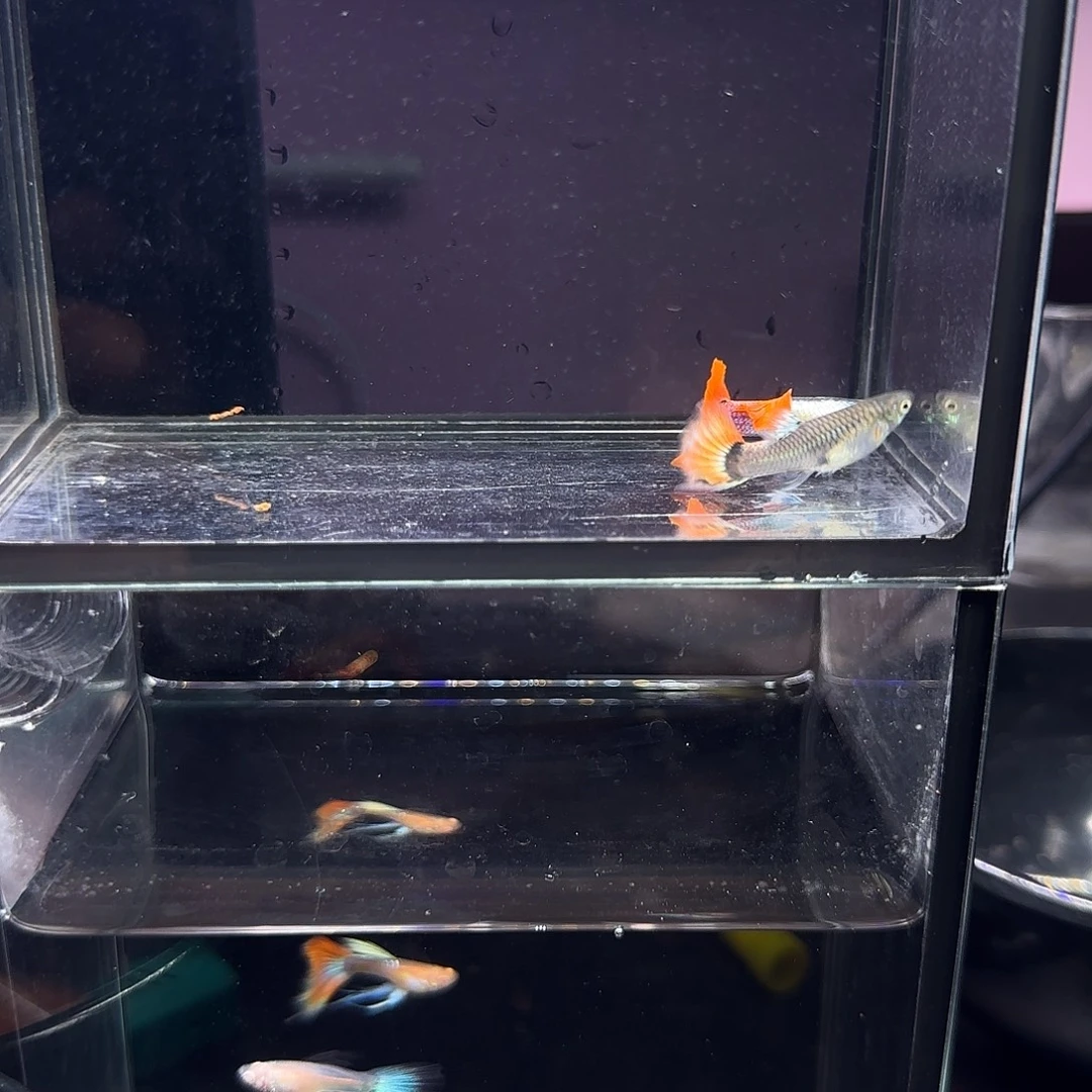 孔雀鱼花蝴蝶一对