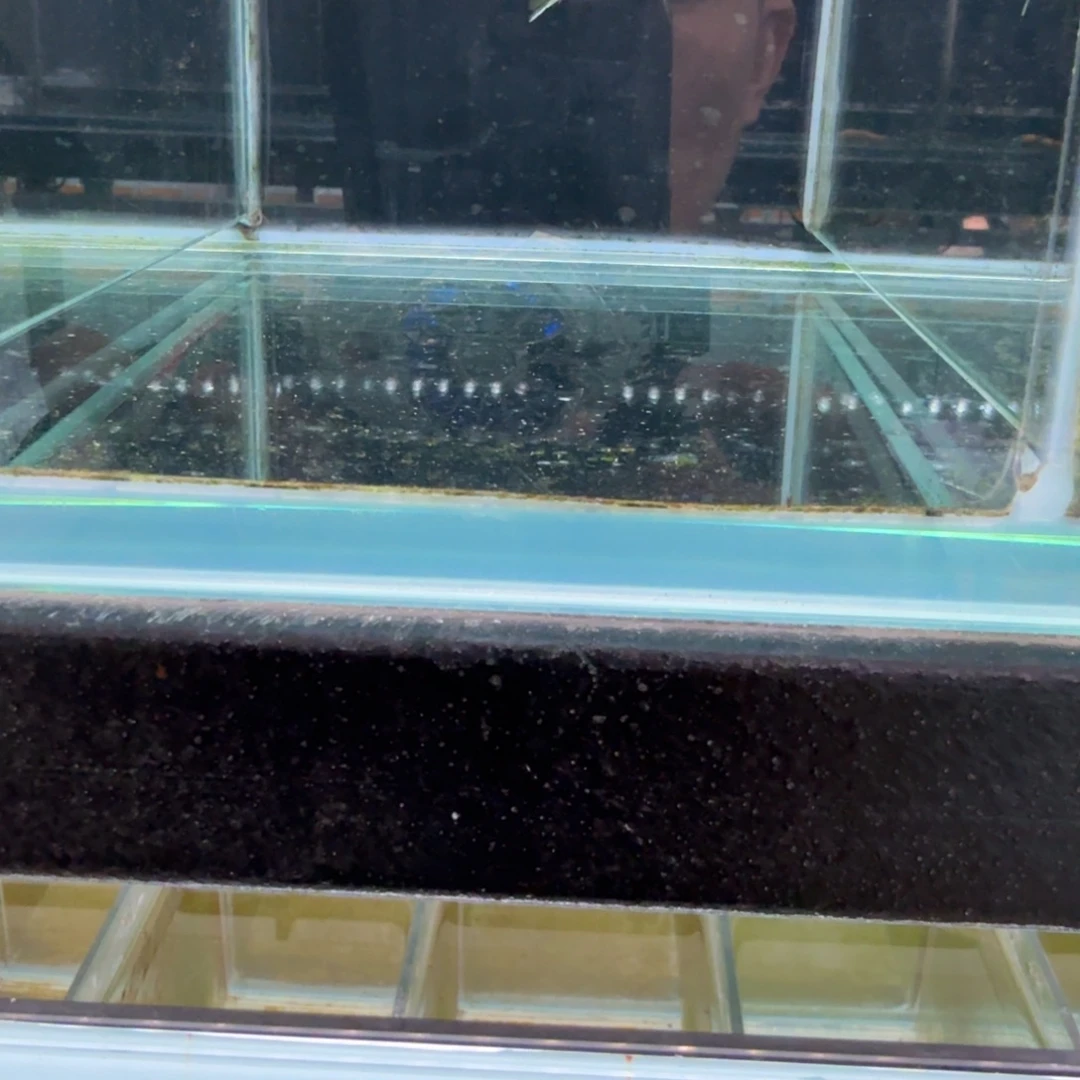 慈鲷351克里索。