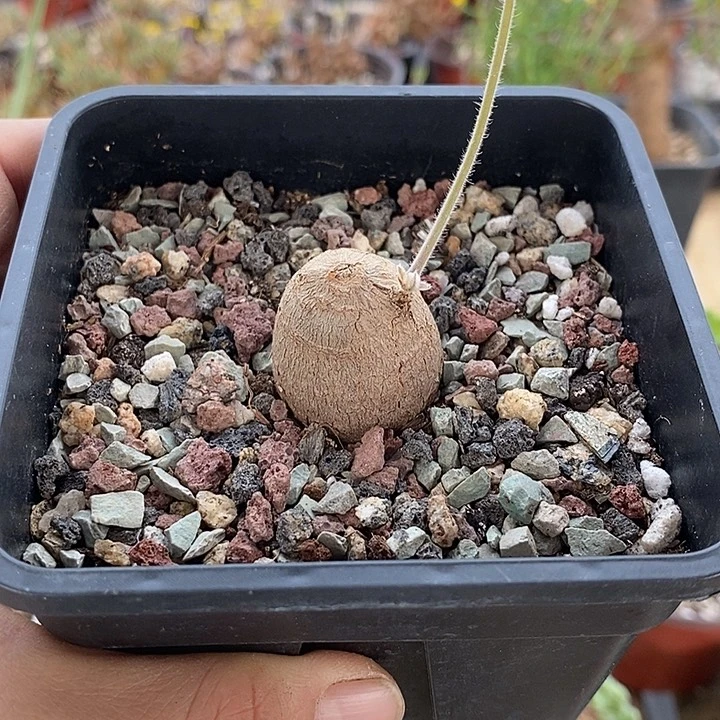 612枯木洋葵一一一一一一一