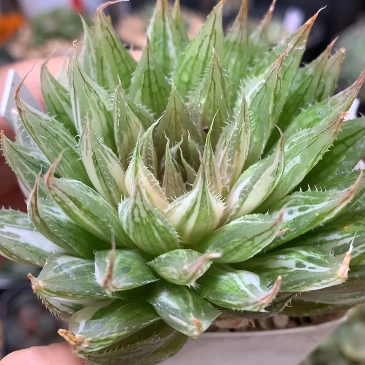 曲水玉露锦dai er nv t