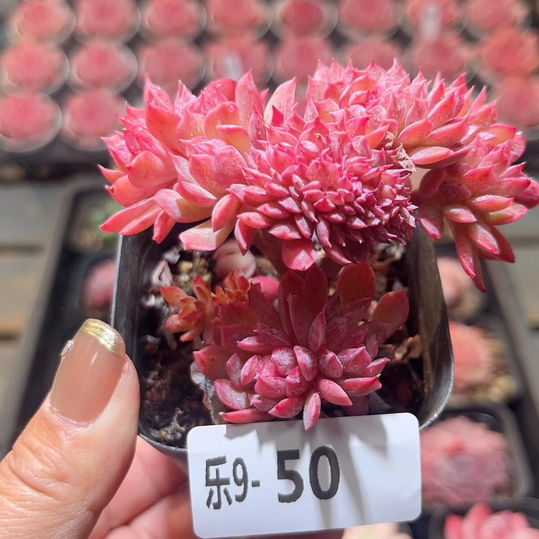 乐9-50 火焰杯缀化