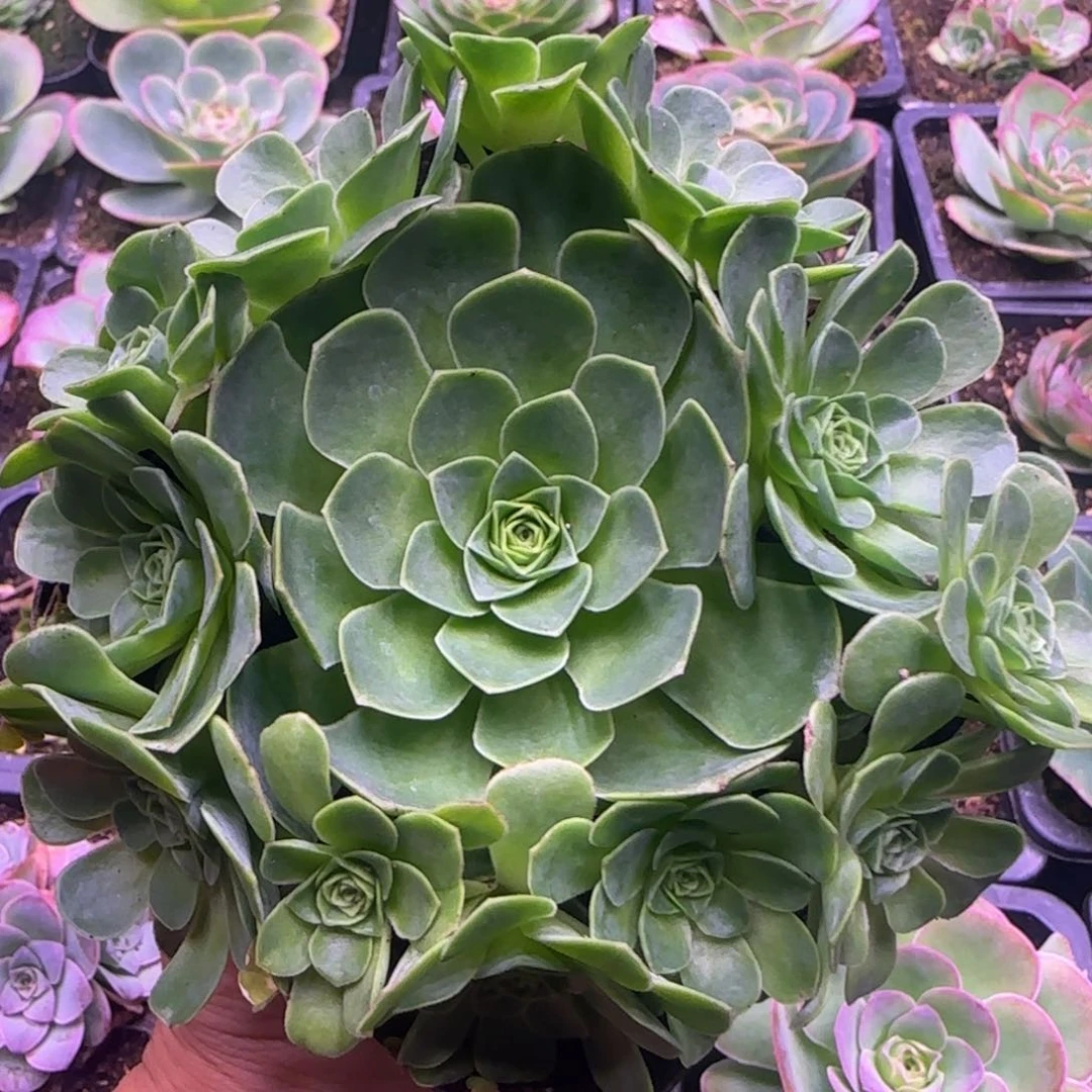 11厘米红粉色捧花玫瑰老桩112424242