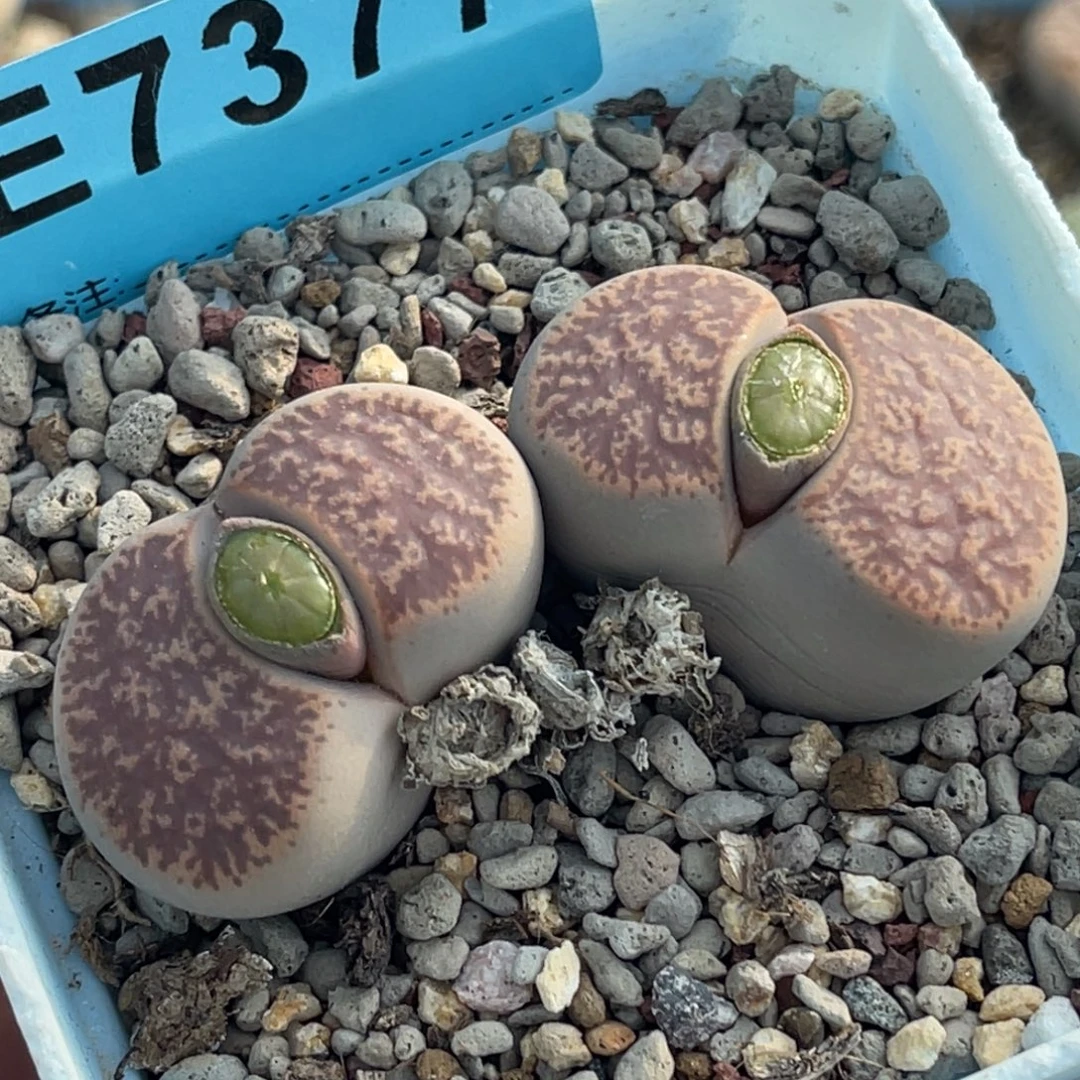 7377双头粉一箭母本一颗