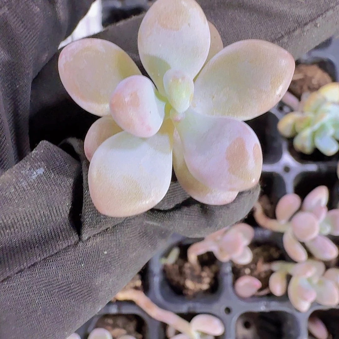 精品桃蛋四颗多肉