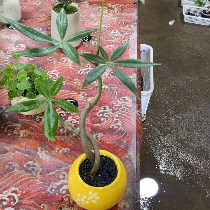 完全开放木*一物一拍所见即所得35