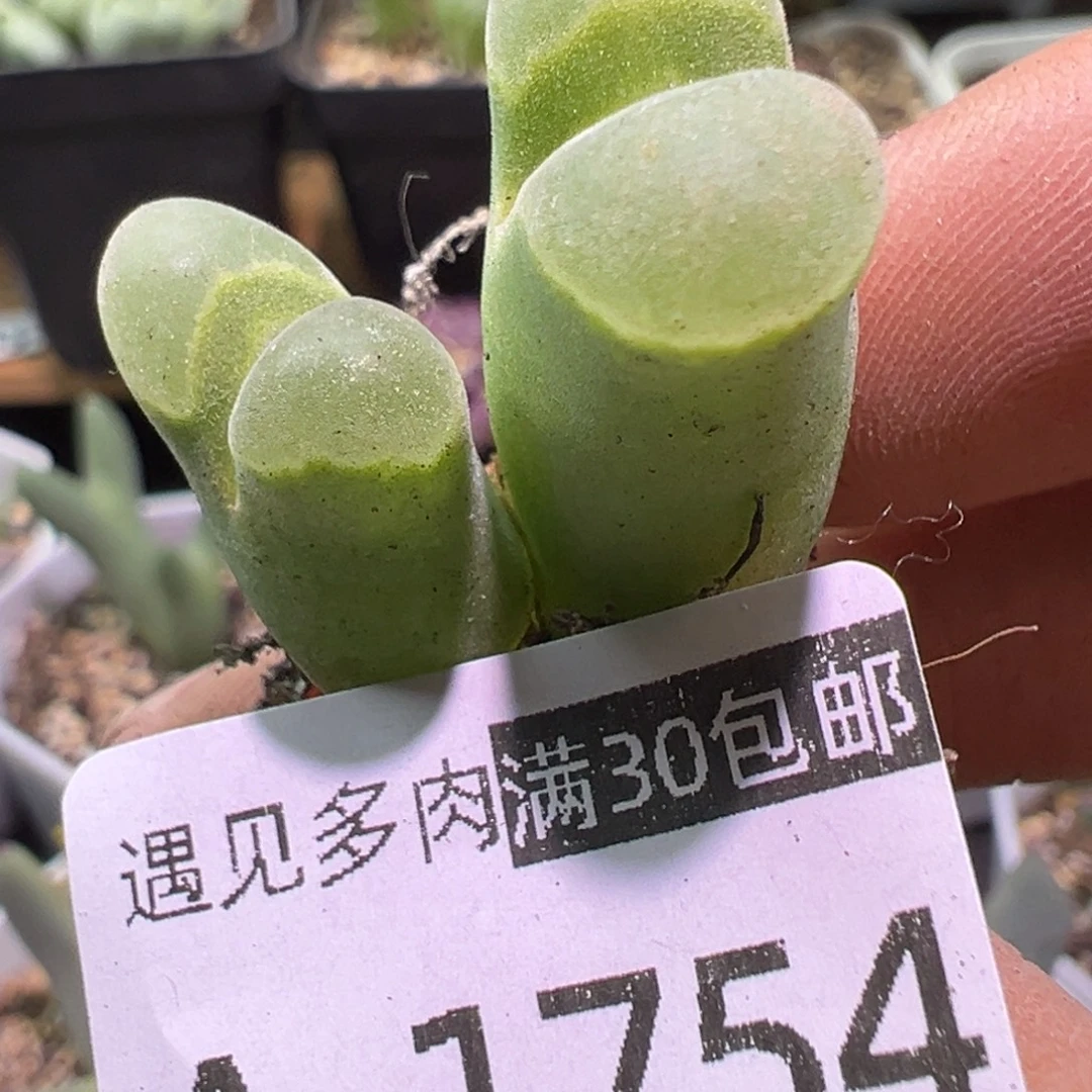 多肉植物11111111111