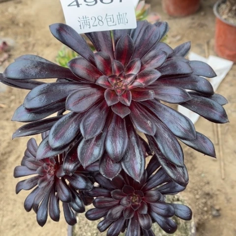 魔法多肉多肉4967